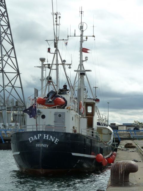 Daphne - quai oblique - 06 octobre 2011.JPG